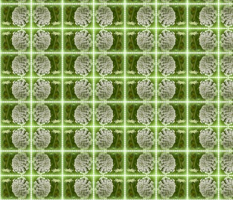 Rrqueen_anne_s_lace_ed_contest57357preview